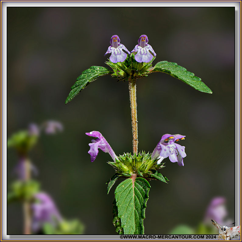 Galeopsis 